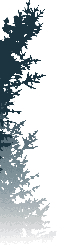 Tree background